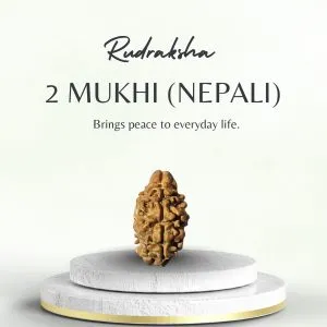 Original Nepali 2 Mukhi Rudraksha Collector