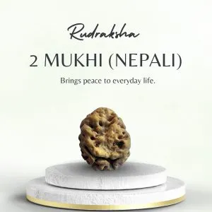 Premium Nepali 2 Mukhi Rudraksha Super Collector