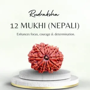 Premium 12 Mukhi Nepali Rudraksha at Best Price Online