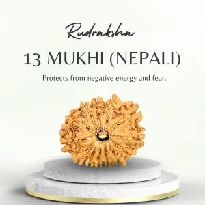 Original 13 Mukhi Nepali Rudraksha for Success