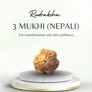 Original Nepali 3 Mukhi Rudraksha Collector