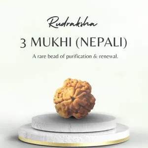 Premium Nepali 3 Mukhi Rudraksha Super Collector