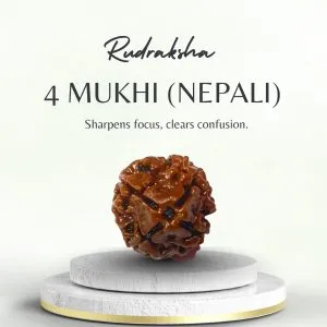 Original 4 Mukhi Rudraksha Nepali Regular