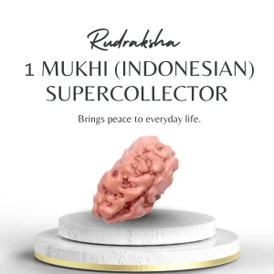 Premium Indonesian 1 Mukhi Rudraksha Supercollector