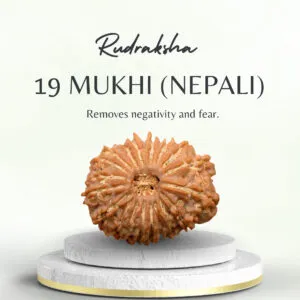 Original Nepali 19 Mukhi Rudraksha Regular