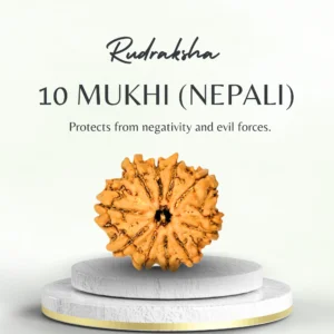 Buy 10 Mukhi Rudraksha Nepali Regular