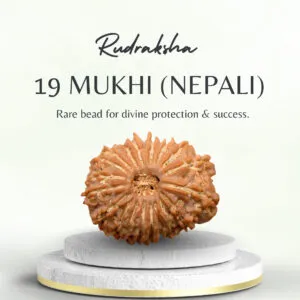Premium Nepali 19 Mukhi Rudraksha Super Collector