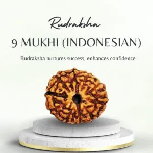 Buy 9 Mukhi Indonesian Rudraksha for Success