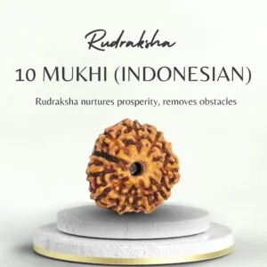 Buy 10 Mukhi Indonesian Rudraksha for Success