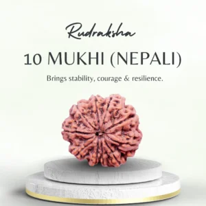 Buy 10 Mukhi Rudraksha Nepali Medium