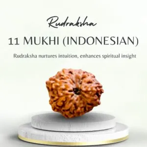 Buy 11 Mukhi Rudraksha Indonesia for Strength