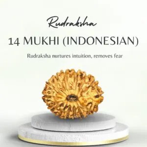 Buy 14 Mukhi Indonesian Rudraksha Powerful Spiritual Bead