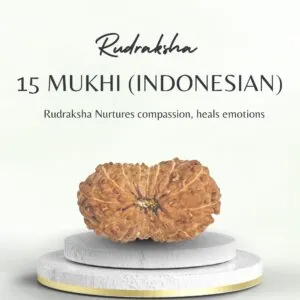 15 Mukhi Indonesian Rudraksha Certified