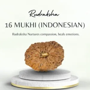 16 Mukhi Rudraksha Indonesia Certified