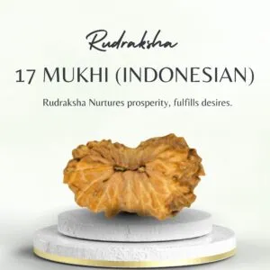 17 Mukhi Indonesian Rudraksha Certified