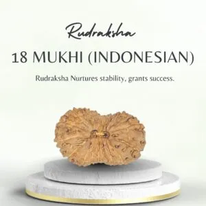 18 Mukhi Indonesian Rudraksha Certified