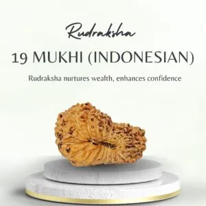 19 Mukhi Rudraksha Indonesia Certified