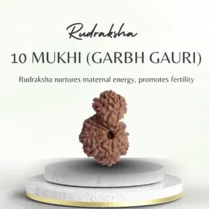 10 Mukhi Garbh Gauri Rudraksha