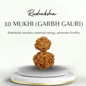 10 Mukhi Garbh Gauri Rudraksha