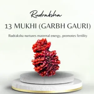 13 Mukhi Garbh Gauri Rudraksha