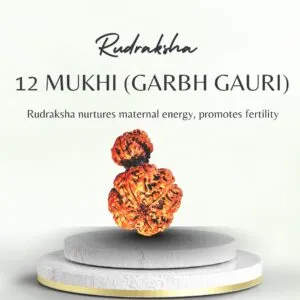 12 Mukhi Garbh Gauri Rudraksha