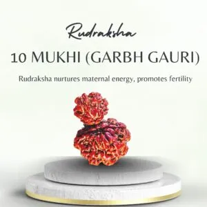 10 Mukhi Garbh Gauri Rudraksha
