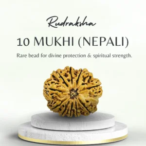 Buy 10 Mukhi Rudraksha Nepali Super Collector
