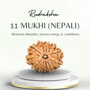 11 Mukhi Rudraksha Nepali Regular Grade Bead