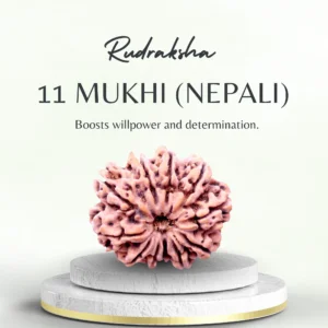 11 Mukhi Rudraksha Nepali Medium Grade Bead