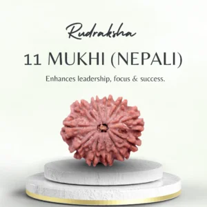 Buy 11 Mukhi Rudraksha Nepali Collector Bead
