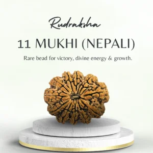11 Mukhi Rudraksha Nepali Super Collector Bead