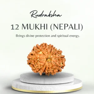 12 Mukhi Rudraksha Nepali Regular Grade Bead