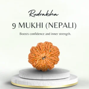 Buy 9 Mukhi Rudraksha Nepali – Medium Grade