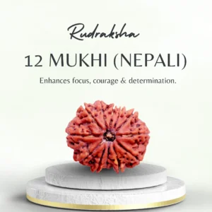 12 Mukhi Rudraksha Nepali Medium Grade Bead
