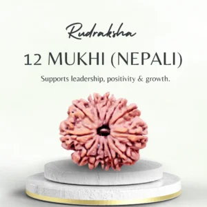 12 Mukhi Rudraksha Nepali Collector Bead