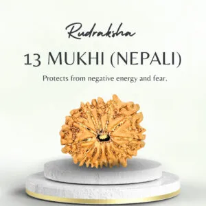 13 Mukhi Rudraksha Nepali Regular Bead