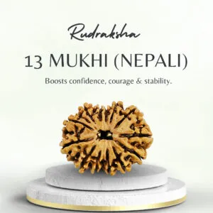 13 Mukhi Rudraksha Nepali Medium Bead