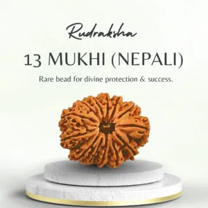 13 Mukhi Rudraksha Nepali Super Collector Bead