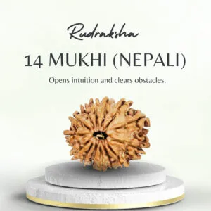 14 Mukhi Rudraksha Nepali Regular Bead