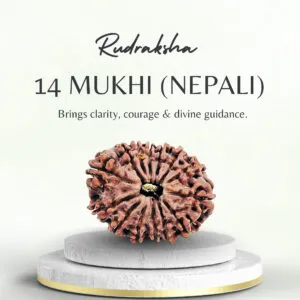 14 Mukhi Rudraksha Nepali Collector Bead