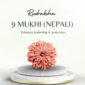 Original Nepali 9 Mukhi Rudraksha Collector
