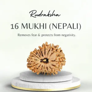Original Nepali Rudraksha 16 Mukhi Regular