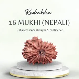 Buy Nepali Rudraksha 16 Mukhi Medium Grade