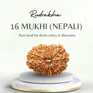 Original Nepali Rudraksha 16 Mukhi Collector
