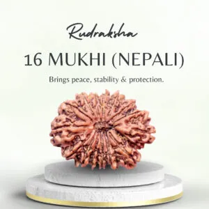 Premium Nepali Rudraksha 16 Mukhi Super Collector